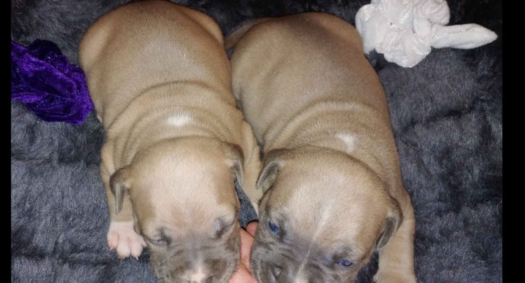 Patterson American Staffordshire Terrier Puppies