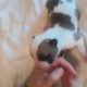 Masquerade Kennels American Staffordshire Terrier Puppies