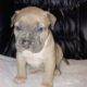 Patterson American Staffordshire Terrier Puppies