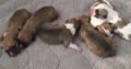 Masquerade Kennels American Staffordshire Terrier Puppies