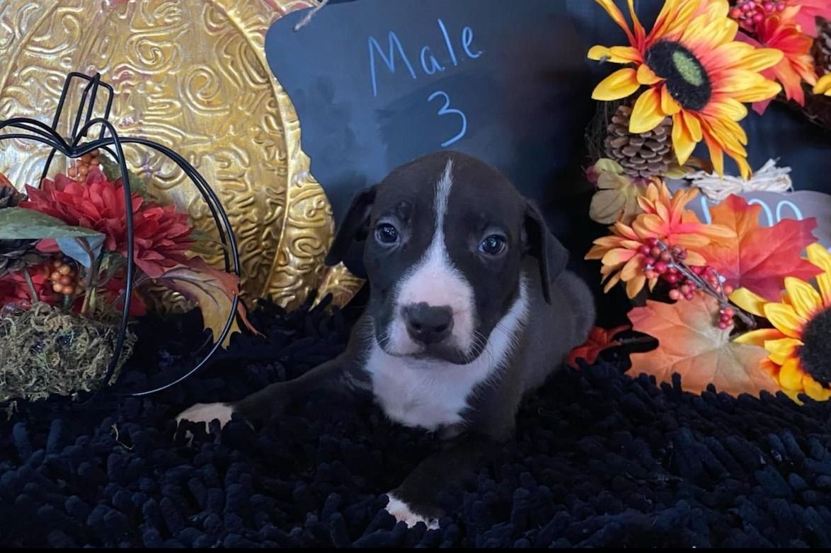 Leah Crow American Staffordshire Terrier Puppies
