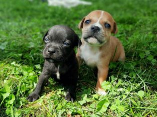 Staffordshire Bull Terrier Puppies Litter in OH