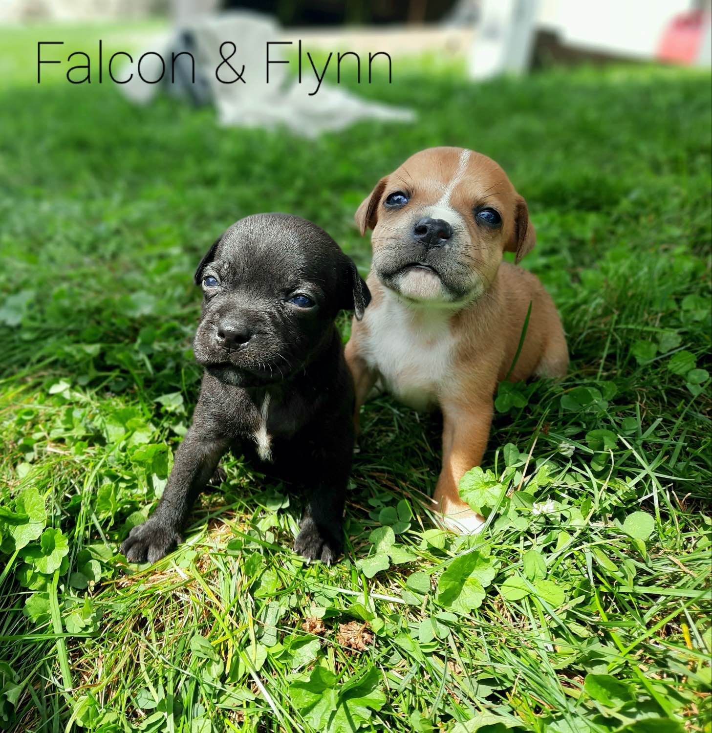 Staffordshire Bull Terrier Puppies Litter in OH
