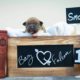 Titletown Amstaffs American Staffordshire Terrier Puppies