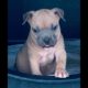 American Staffordshire Terrier Litter Champion bloodline