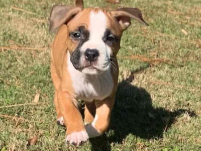American Staffordshire Puppies Litter