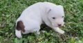 American Staffordshire Terrier Female Puppy