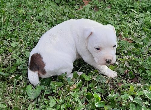 American Staffordshire Terrier Female Puppy