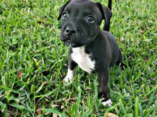 Staffordshire Bull Terrier Puppies – Khalessi Staffies