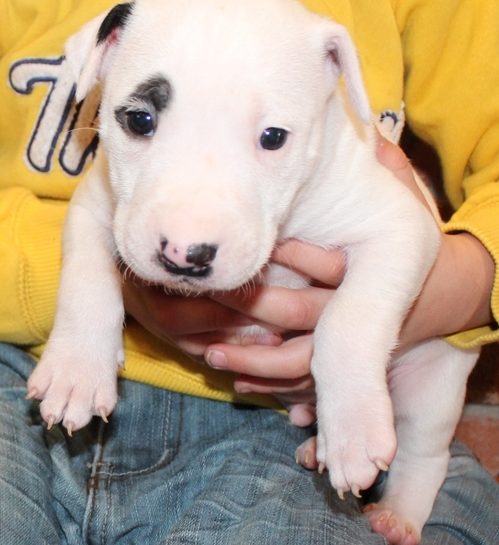 Sparky Staffordshire Bull Terrier Male Puppy