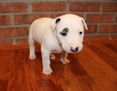 Sparky Staffordshire Bull Terrier Male Puppy